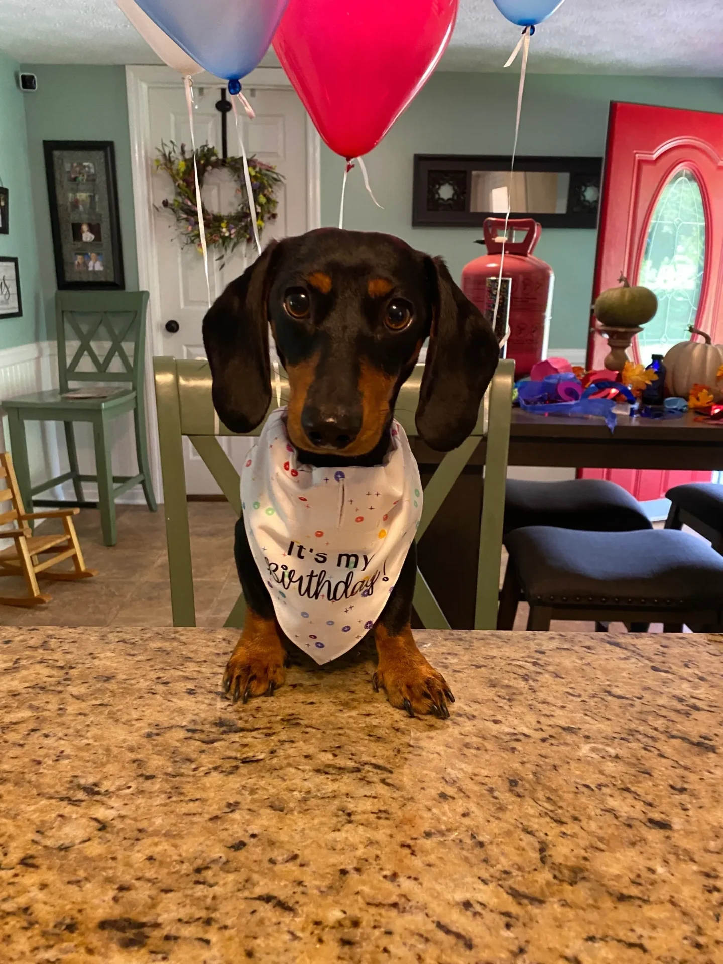 A dog sitting on top of a table.