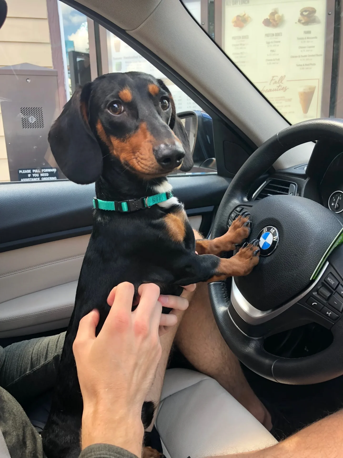 A dog sitting in the drivers seat of a car.