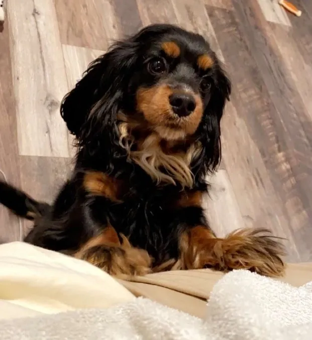 A dog sitting on top of a bed.