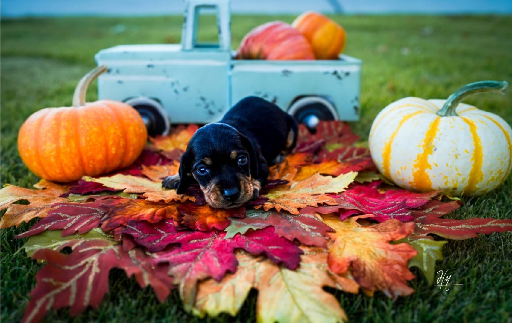 A puppy laying on top of leaves next to pumpkins.