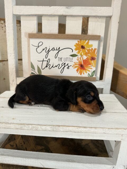 A puppy is laying on the chair