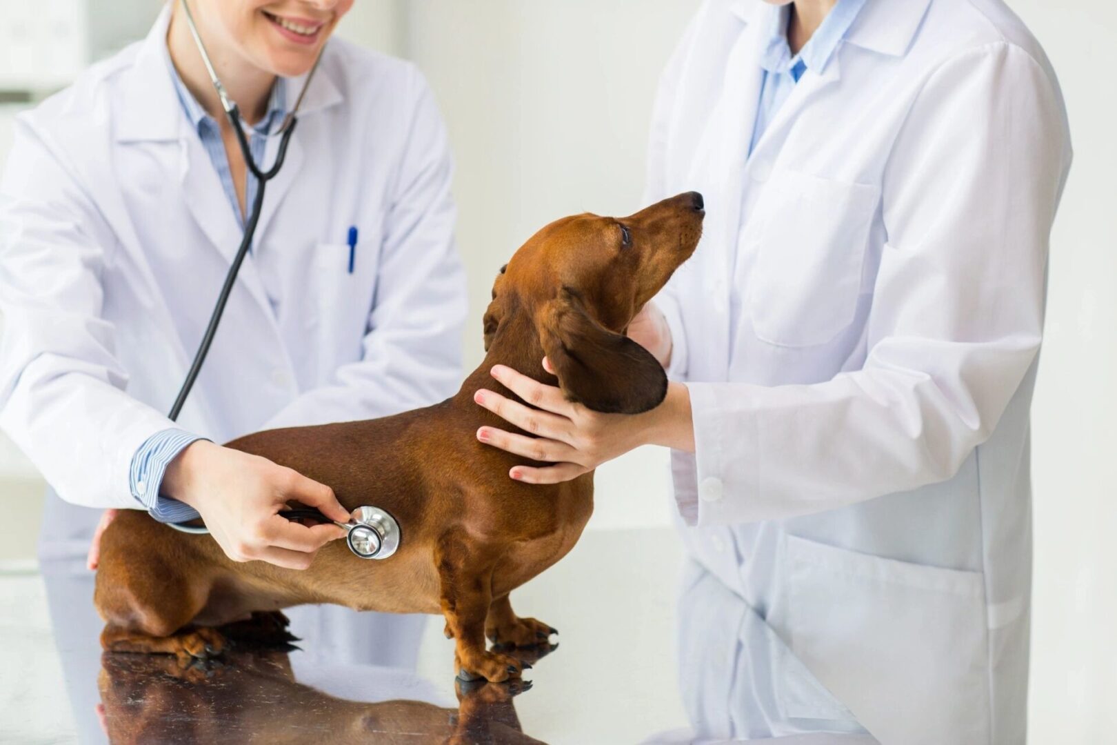 A dog is being examined by two doctors.