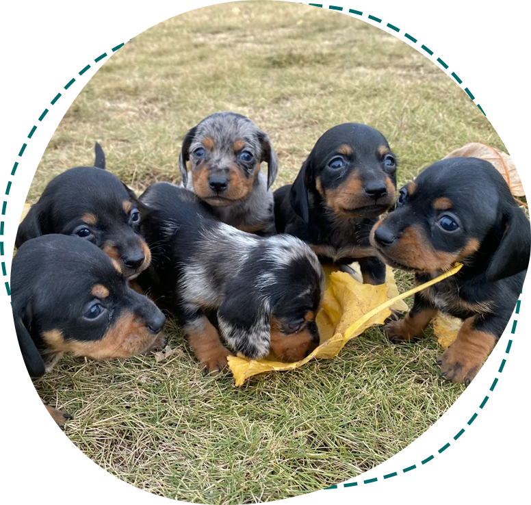A group of puppies laying in the grass.