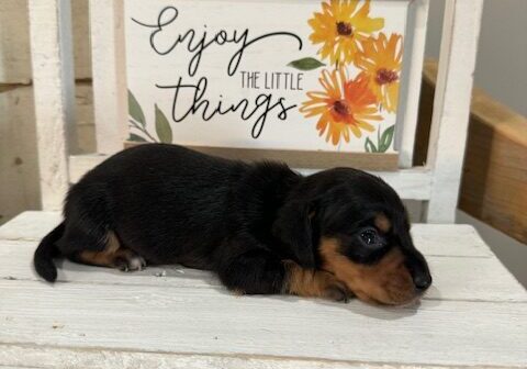 A puppy is laying on the chair