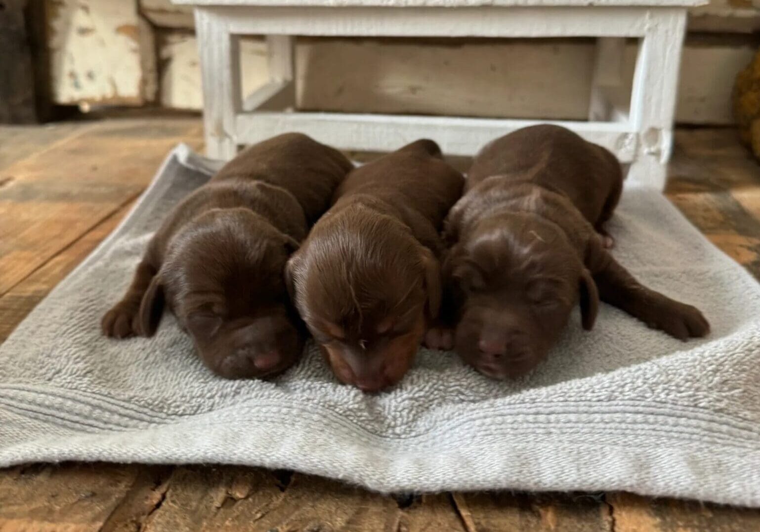 Three puppies are sleeping on a blanket.