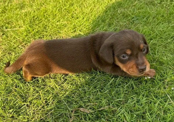 A brown and black puppy is laying in the grass.